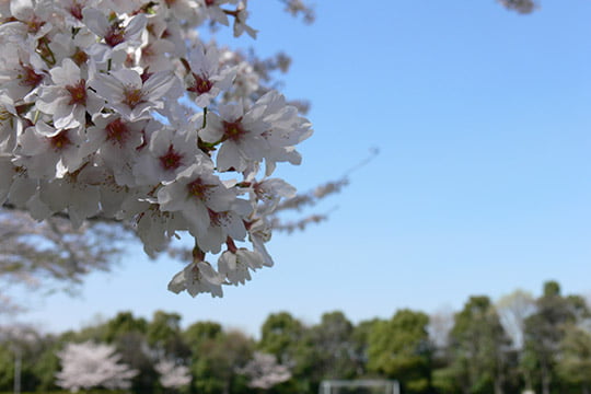 大学合格実績