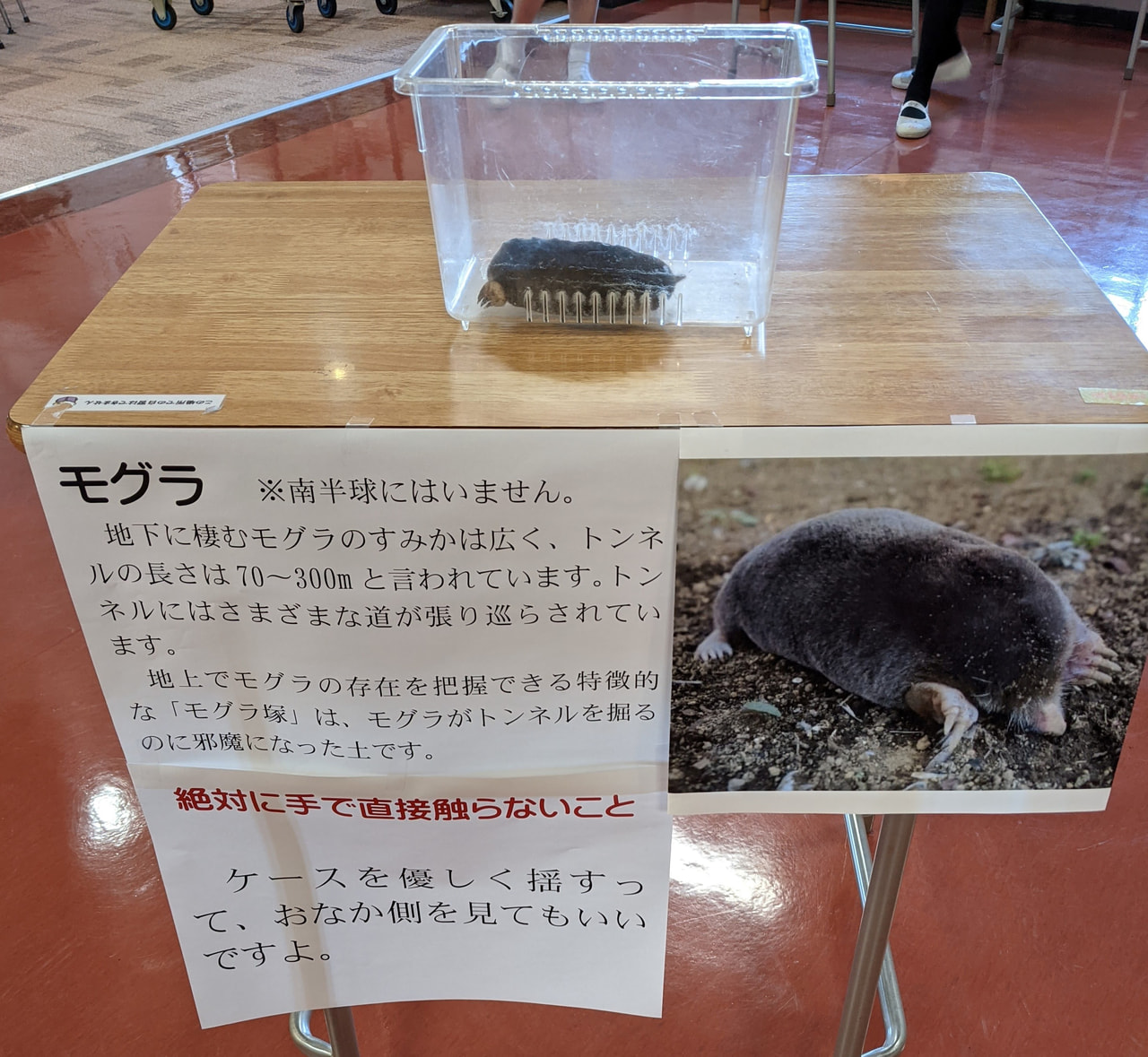 ツマタマ生き物図鑑「アズマモグラ」