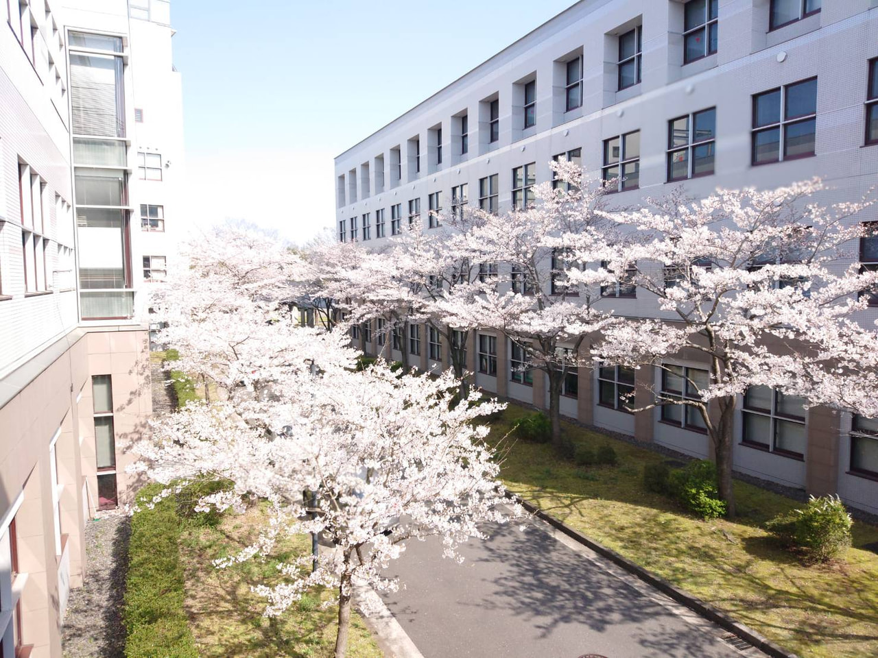 キャンパス内の桜と中高グラウンドの桃の花が満開になりました