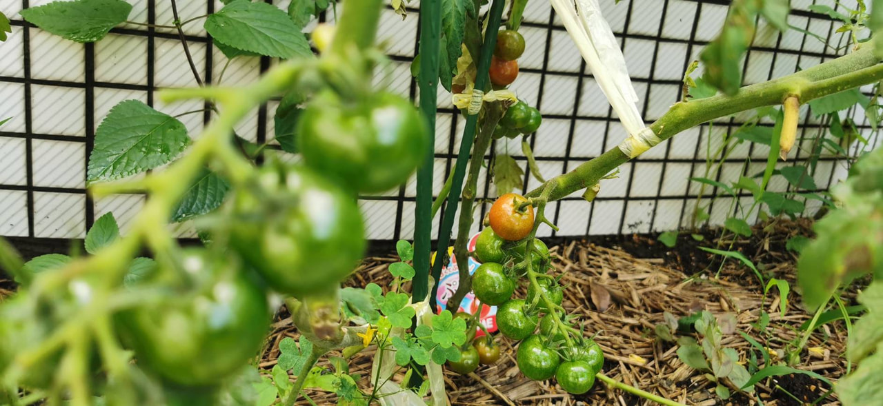 【中３】理科 野菜づくり