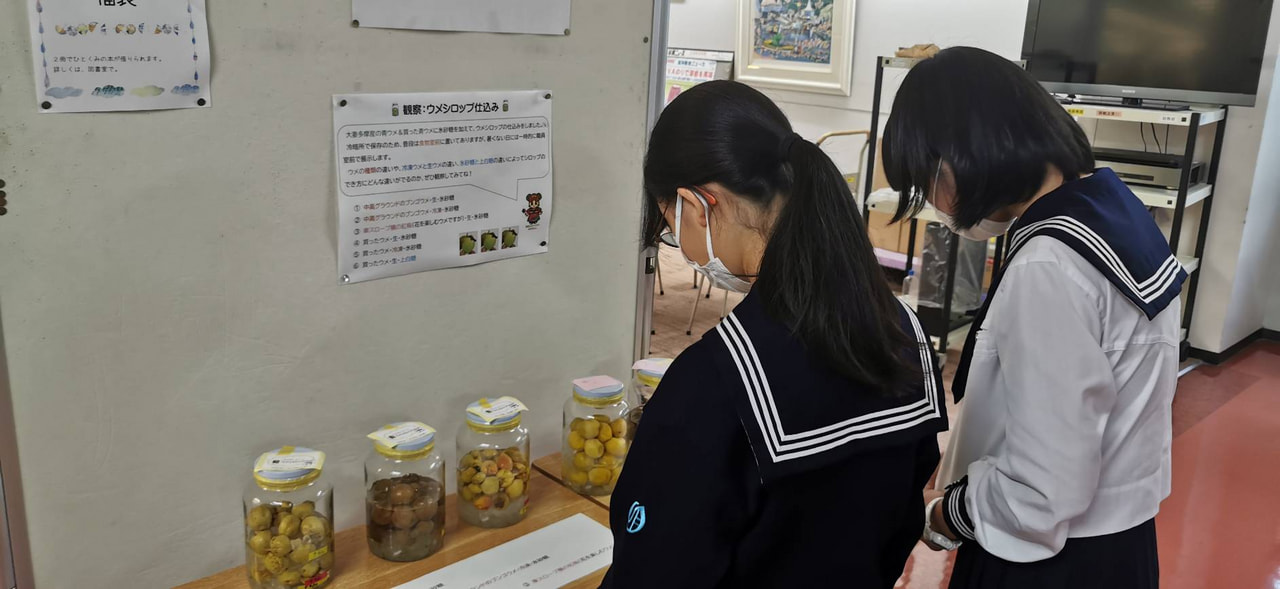 【中高グラウンド】青ウメ収穫祭