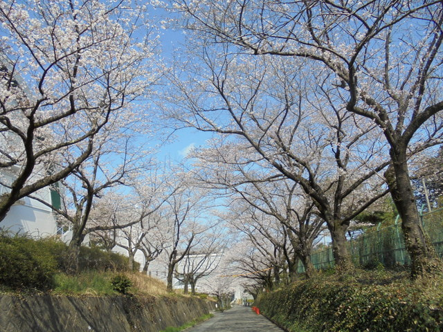 2026年「大妻多摩さくら坂」が開催されました。